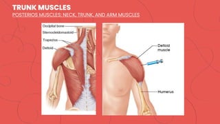 TRUNK MUSCLES
POSTERIOS MUSCLES: NECK, TRUNK, AND ARM MUSCLES
 