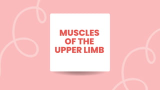 MUSCLES
OF THE
UPPER LIMB
 