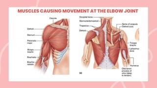 MUSCLES CAUSING MOVEMENT AT THE ELBOW JOINT
 