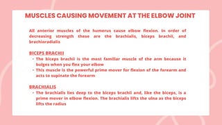 All anterior muscles of the humerus cause elbow flexion. In order of
decreasing strength these are the brachialis, biceps brachii, and
brachioradialis
BICEPS BRACHII
• The biceps brachii is the most familiar muscle of the arm because it
bulges when you flex your elbow
• This muscle is the powerful prime mover for flexion of the forearm and
acts to supinate the forearm
BRACHIALIS
• The brachialis lies deep to the biceps brachii and, like the biceps, is a
prime mover in elbow flexion. The brachialis lifts the ulna as the biceps
lifts the radius
MUSCLES CAUSING MOVEMENT AT THE ELBOW JOINT
 