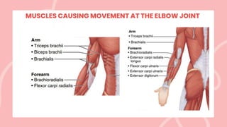 MUSCLES CAUSING MOVEMENT AT THE ELBOW JOINT
 