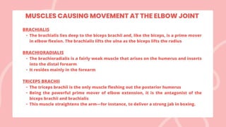 BRACHIALIS
• The brachialis lies deep to the biceps brachii and, like the biceps, is a prime mover
in elbow flexion. The brachialis lifts the ulna as the biceps lifts the radius
BRACHIORADIALIS
• The brachioradialis is a fairly weak muscle that arises on the humerus and inserts
into the distal forearm
• It resides mainly in the forearm
TRICEPS BRACHII
• The triceps brachii is the only muscle fleshing out the posterior humerus
• Being the powerful prime mover of elbow extension, it is the antagonist of the
biceps brachii and brachialis
• This muscle straightens the arm—for instance, to deliver a strong jab in boxing.
MUSCLES CAUSING MOVEMENT AT THE ELBOW JOINT
 