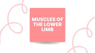 MUSCLES OF
THE LOWER
LIMB
 