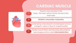 CARDIAC MUSCLE
 