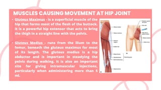 • Gluteus Maximus - is a superficial muscle of the
hip that forms most of the flesh of the buttock.
It is a powerful hip extensor that acts to bring
the thigh in a straight line with the pelvis.
• Gluteus Medius - runs from the ilium to the
femur, beneath the gluteus maximus for most
of its length. The gluteus medius is a hip
abductor and is important in steadying the
pelvis during walking. It is also an important
site for giving intramuscular injections,
particularly when administering more than 5
ml.
MUSCLES CAUSING MOVEMENT AT HIP JOINT
 