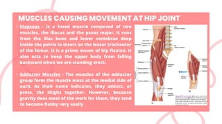 • Iliopsoas - is a fused muscle composed of two
muscles, the iliacus and the psoas major. It runs
from the iliac bone and lower vertebrae deep
inside the pelvis to insert on the lesser trochanter
of the femur. It is a prime mover of hip flexion. It
also acts to keep the upper body from falling
backward when we are standing erect.
• Adductor Muscles - The muscles of the adductor
group form the muscle mass at the medial side of
each. As their name indicates, they adduct, or
press, the thighs together. However, because
gravity does most of the work for them, they tend
to become flabby very easily
MUSCLES CAUSING MOVEMENT AT HIP JOINT
 