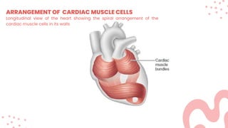 ARRANGEMENT OF CARDIAC MUSCLE CELLS
Longitudinal view of the heart showing the spiral arrangement of the
cardiac muscle cells in its walls
 