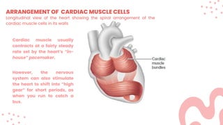 ARRANGEMENT OF CARDIAC MUSCLE CELLS
Cardiac muscle usually
contracts at a fairly steady
rate set by the heart’s “in-
house” pacemaker.
However, the nervous
system can also stimulate
the heart to shift into “high
gear” for short periods, as
when you run to catch a
bus.
Longitudinal view of the heart showing the spiral arrangement of the
cardiac muscle cells in its walls
 