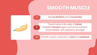 SMOOTH MUSCLE
 