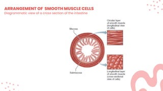 ARRANGEMENT OF SMOOTH MUSCLE CELLS
Diagrammatic view of a cross section of the intestine
 