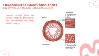 ARRANGEMENT OF SMOOTH MUSCLE CELLS
Diagrammatic view of a cross section of the intestine
Smooth muscle fibers are
spindle-shaped, uninucleate,
and surrounded by scant
endomysium.
 