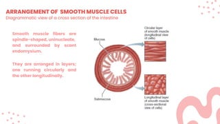ARRANGEMENT OF SMOOTH MUSCLE CELLS
Diagrammatic view of a cross section of the intestine
Smooth muscle fibers are
spindle-shaped, uninucleate,
and surrounded by scant
endomysium.
They are arranged in layers;
one running circularly and
the other longitudinally.
 