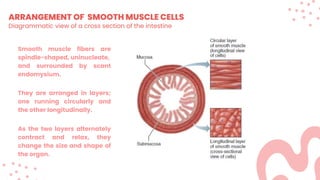 ARRANGEMENT OF SMOOTH MUSCLE CELLS
Diagrammatic view of a cross section of the intestine
Smooth muscle fibers are
spindle-shaped, uninucleate,
and surrounded by scant
endomysium.
They are arranged in layers;
one running circularly and
the other longitudinally.
As the two layers alternately
contract and relax, they
change the size and shape of
the organ.
 