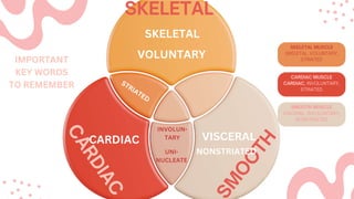 SKELETAL
VISCERAL
CARDIAC
VOLUNTARY
INVOLUN-
TARY
UNI-
NUCLEATE
IMPORTANT
KEY WORDS
TO REMEMBER
NONSTRIATED
 