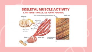 SKELETAL MUSCLE ACTIVITY
II. THE NERVE STIMULUS AND ACTION POTENTIAL
 