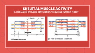 SKELETAL MUSCLE ACTIVITY
III. MECHANISM OF MUSCLE CONTRACTION: THE SLIDING FILAMENT THEORY
 