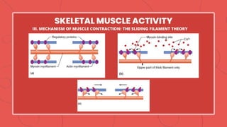 SKELETAL MUSCLE ACTIVITY
III. MECHANISM OF MUSCLE CONTRACTION: THE SLIDING FILAMENT THEORY
 