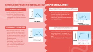•
•
MUSCLE RESPONSE TO INCREASINGLY RAPID STIMULATION
•
•
•
•
•
•
 