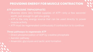 •
•
•
•
•
•
PROVIDING ENERGY FOR MUSCLE CONTRACTION
 