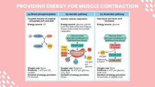 PROVIDING ENERGY FOR MUSCLE CONTRACTION
 