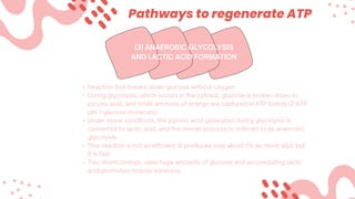 Pathways to regenerate ATP
•
•
•
•
•
 