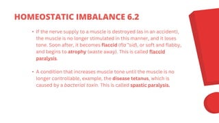 • If the nerve supply to a muscle is destroyed (as in an accident),
the muscle is no longer stimulated in this manner, and it loses
tone. Soon after, it becomes flaccid (fla˘′sid), or soft and flabby,
and begins to atrophy (waste away). This is called flaccid
paralysis.
• A condition that increases muscle tone until the muscle is no
longer controllable, example, the disease tetanus, which is
caused by a bacterial toxin. This is called spastic paralysis.
HOMEOSTATIC IMBALANCE 6.2
 