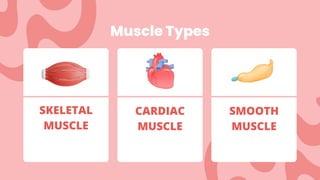 Muscle Types
SKELETAL
MUSCLE
CARDIAC
MUSCLE
SMOOTH
MUSCLE
 