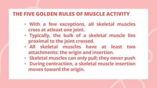 THE FIVE GOLDEN RULES OF MUSCLE ACTIVITY
• With a few exceptions, all skeletal muscles
cross at atleast one joint.
• Typically, the bulk of a skeletal muscle lies
proximal to the joint crossed.
• All skeletal muscles have at least two
attachments: the origin and insertion.
• Skeletal muscles can only pull; they never push
• During contraction, a skeletal muscle insertion
moves toward the origin.
 