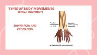 TYPES OF BODY MOVEMENTS
SUPINATION AND
PRONATION
SPECIAL MOVEMENTS
 