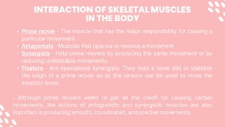 •
•
•
•
INTERACTION OF SKELETAL MUSCLES
IN THE BODY
 