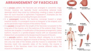 •
•
•
•
ARRANGEMENT OF FASCICLES
 