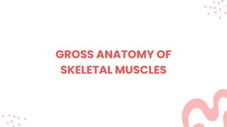GROSS ANATOMY OF
SKELETAL MUSCLES
 