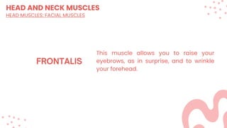 HEAD AND NECK MUSCLES
HEAD MUSCLES: FACIAL MUSCLES
This muscle allows you to raise your
eyebrows, as in surprise, and to wrinkle
your forehead.
 