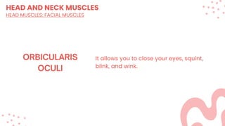 HEAD AND NECK MUSCLES
HEAD MUSCLES: FACIAL MUSCLES
It allows you to close your eyes, squint,
blink, and wink.
 