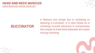 HEAD AND NECK MUSCLES
HEAD MUSCLES: FACIAL MUSCLES
It flattens the cheek (as in whistling or
blowing a trumpet). It is also listed as a
chewing muscle because it compresses
the cheek to hold food between the teeth
during chewing.
 