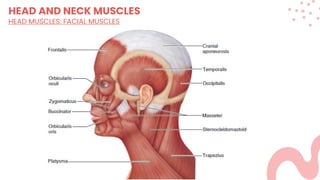 HEAD AND NECK MUSCLES
HEAD MUSCLES: FACIAL MUSCLES
 