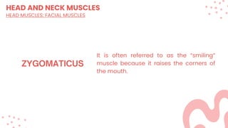 HEAD AND NECK MUSCLES
HEAD MUSCLES: FACIAL MUSCLES
It is often referred to as the “smiling”
muscle because it raises the corners of
the mouth.
 