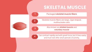 SKELETAL MUSCLE
 