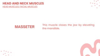 HEAD AND NECK MUSCLES
HEAD MUSCLES: FACIAL MUSCLES
This muscle closes the jaw by elevating
the mandible.
 