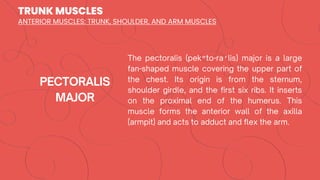 TRUNK MUSCLES
″ ′
ANTERIOR MUSCLES: TRUNK, SHOULDER, AND ARM MUSCLES
 