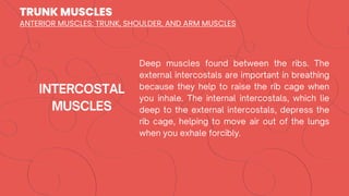 TRUNK MUSCLES
ANTERIOR MUSCLES: TRUNK, SHOULDER, AND ARM MUSCLES
 