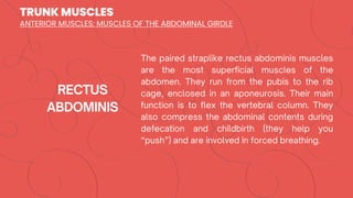 TRUNK MUSCLES
ANTERIOR MUSCLES: MUSCLES OF THE ABDOMINAL GIRDLE
 