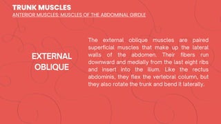 TRUNK MUSCLES
ANTERIOR MUSCLES: MUSCLES OF THE ABDOMINAL GIRDLE
 