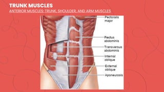 TRUNK MUSCLES
ANTERIOR MUSCLES: TRUNK, SHOULDER, AND ARM MUSCLES
 