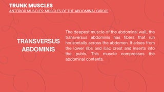 TRUNK MUSCLES
ANTERIOR MUSCLES: MUSCLES OF THE ABDOMINAL GIRDLE
 