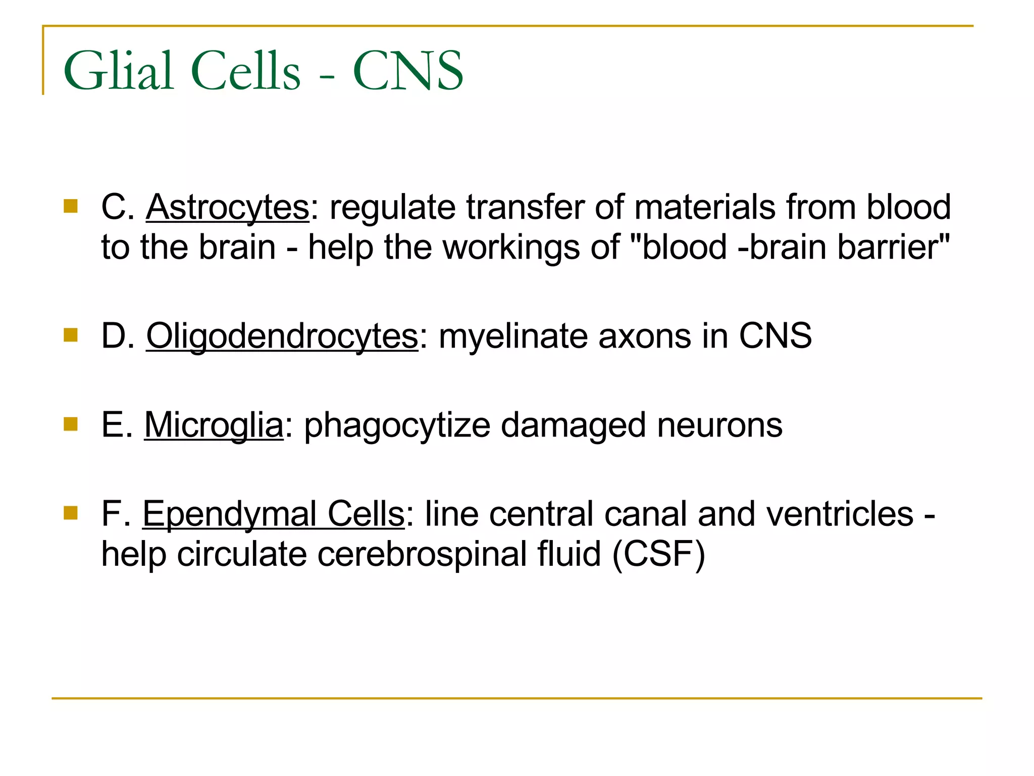 Glial Cells - CNS C.  Astrocytes : regulate transfer of materials from blood to the brain - help the workings of "blood -brain barrier"     D.  Oligodendrocytes : myelinate axons in CNS     E.  Microglia : phagocytize damaged neurons     F.  Ependymal Cells : line central canal and ventricles - help circulate cerebrospinal fluid (CSF)     