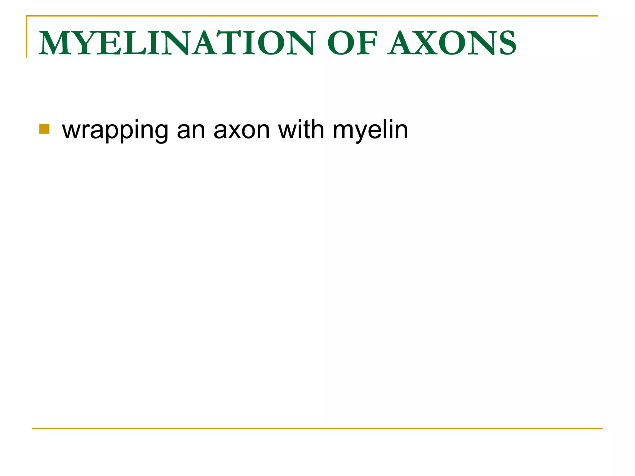 MYELINATION OF AXONS   wrapping an axon with myelin  