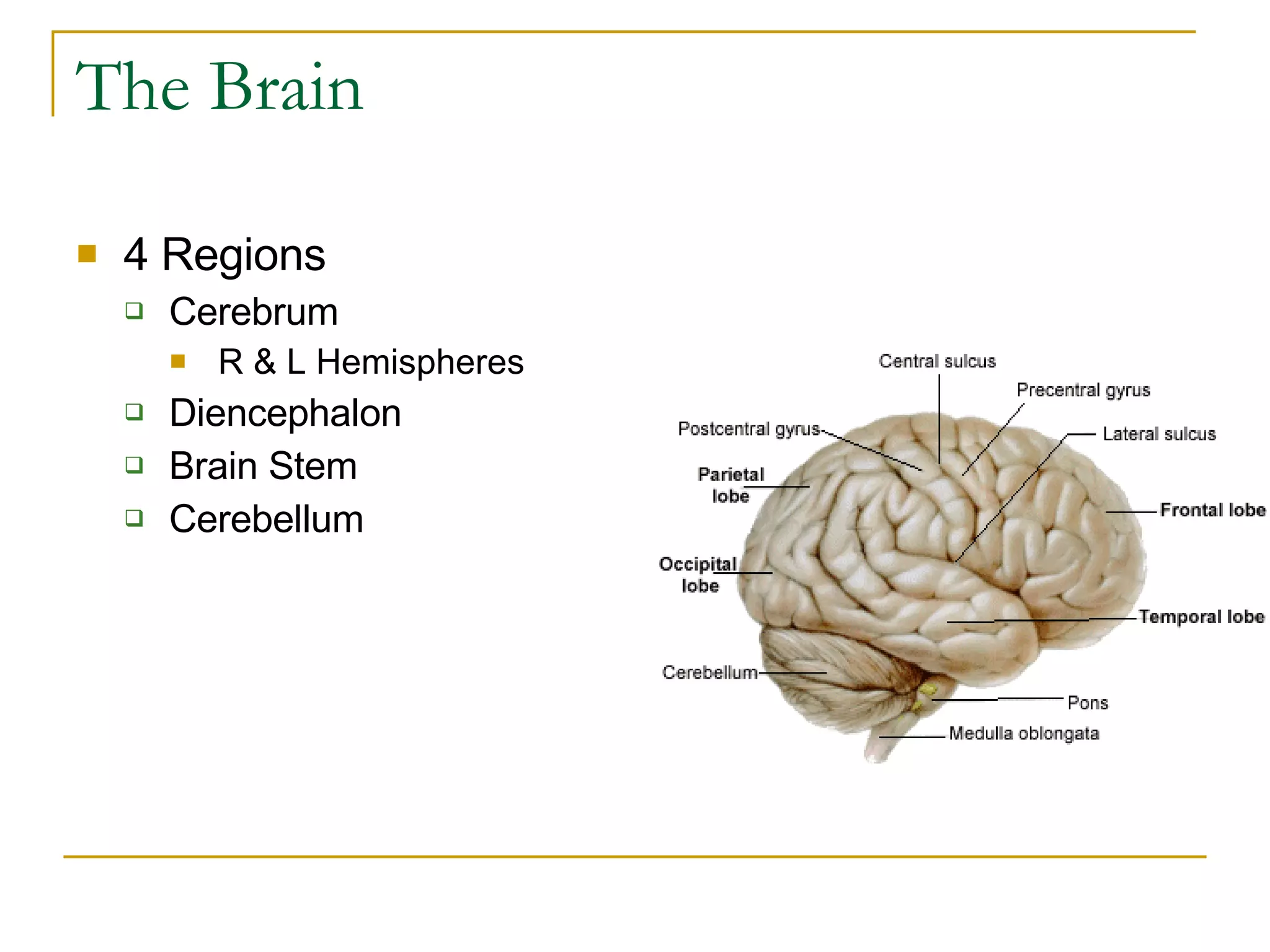 The Brain 4 Regions Cerebrum R & L Hemispheres Diencephalon Brain Stem Cerebellum 
