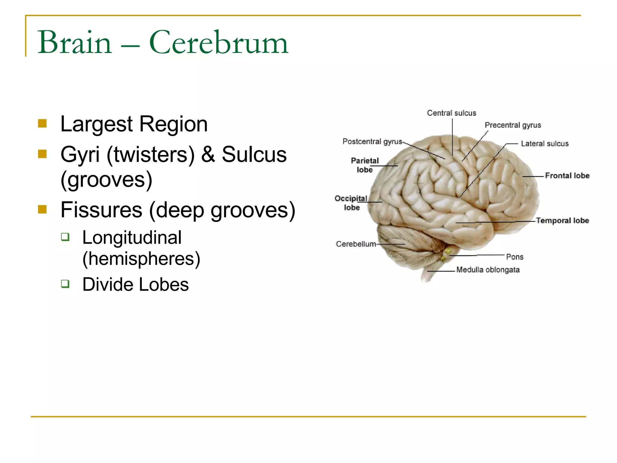 Brain – Cerebrum Largest Region Gyri (twisters) & Sulcus (grooves) Fissures (deep grooves) Longitudinal (hemispheres) Divide Lobes 