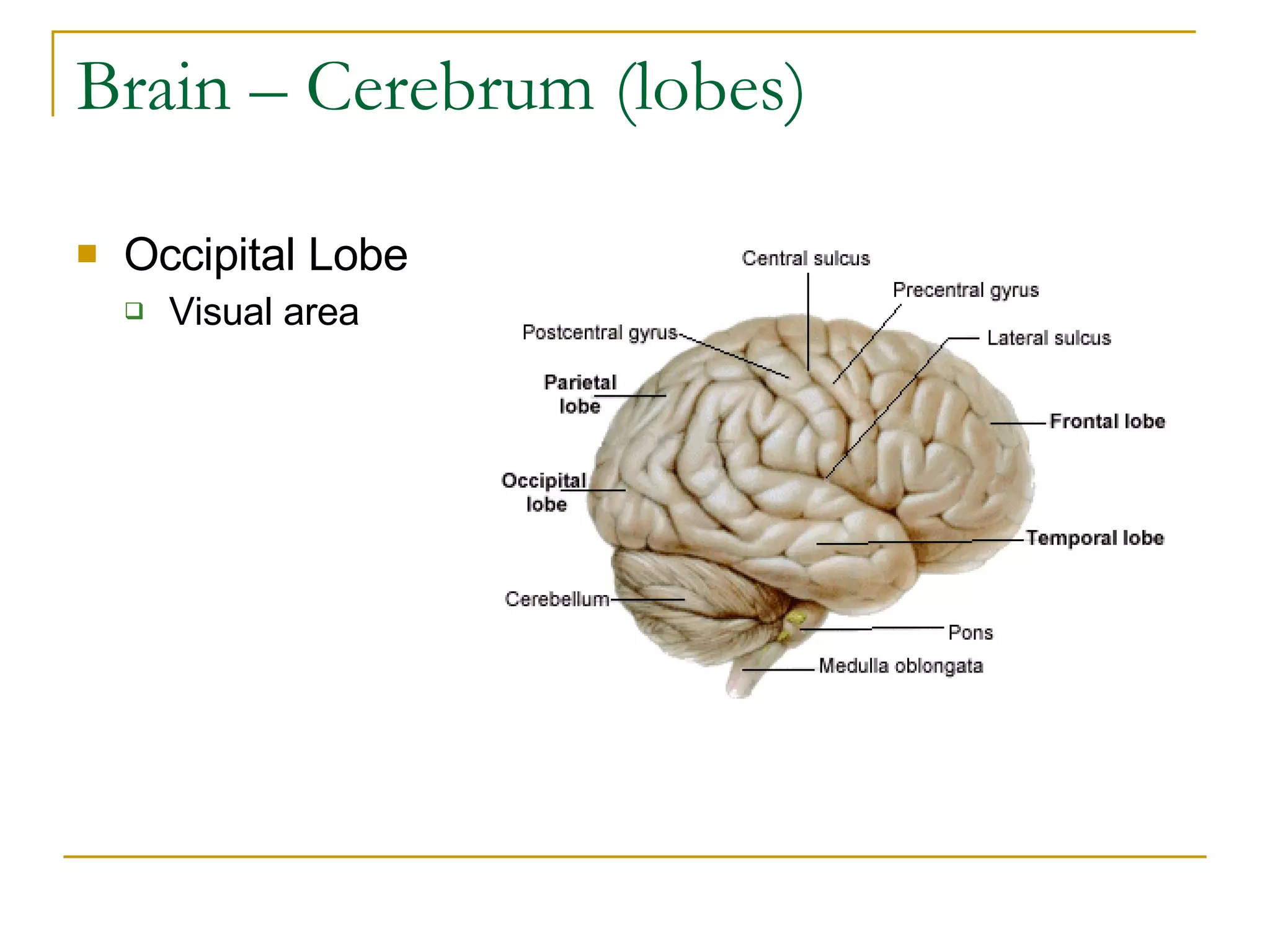 Brain – Cerebrum (lobes) Occipital Lobe Visual area 